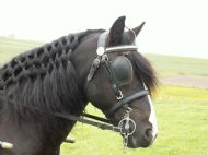 bobbie is a pony that does childrens sessions and carriage drives for gaira driving ponies